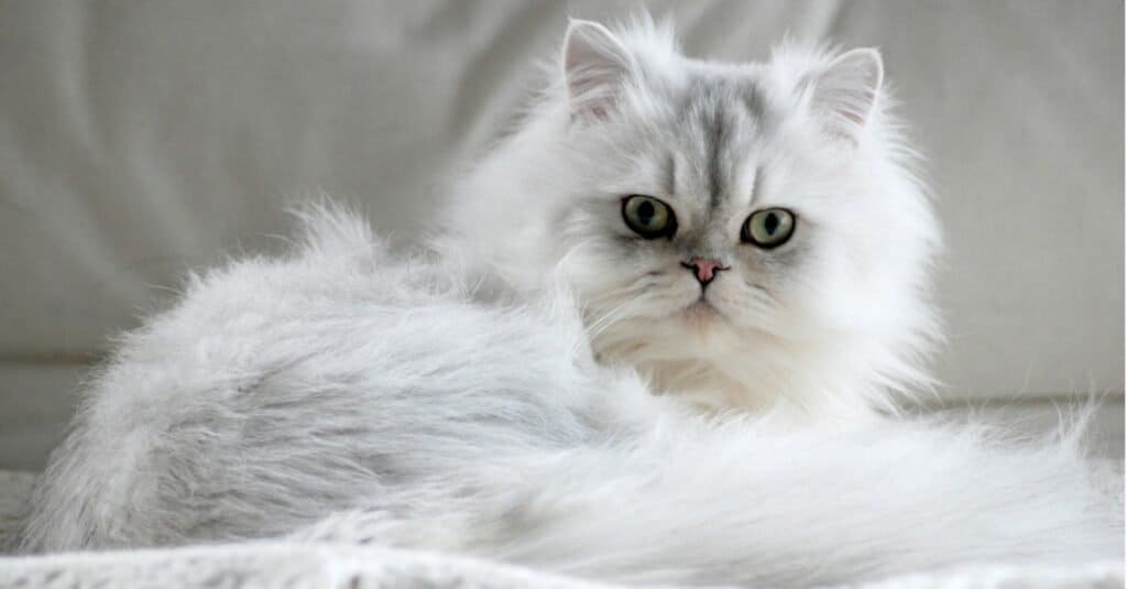 Tipi di gatti bianchi - Gatto persiano