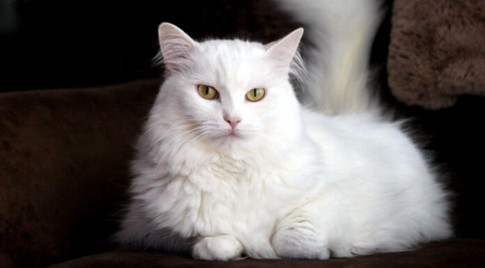 15 tipi di gatti bianchi
