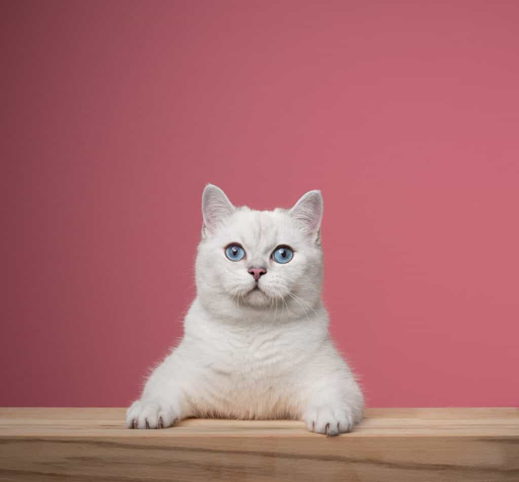 simpatico gatto British Shorthair bianco appoggiato su un ritratto in legno su sfondo rosa