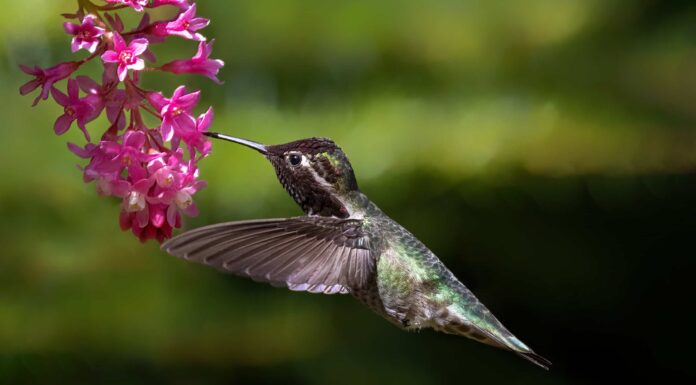 Il colibrì di Anna
