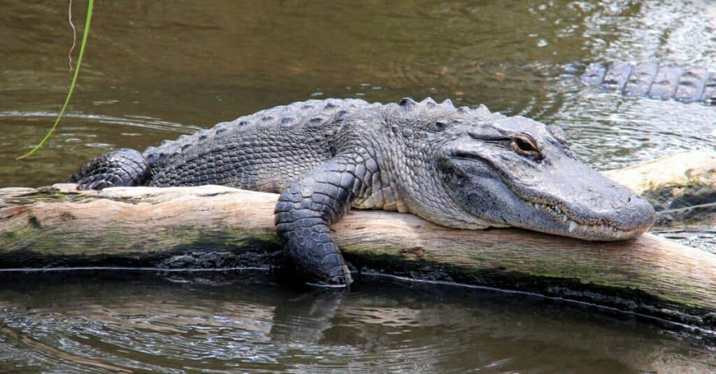coccodrillo che riposa sul ramo in acqua
