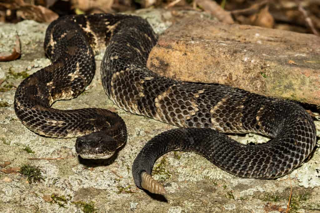 I serpenti a sonagli di legno sono gli unici serpenti a sonagli in Virginia