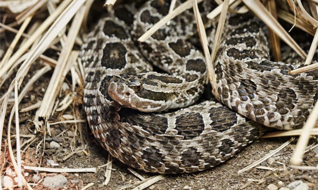 I serpenti massasuaga orientali sono uno degli animali più letali dell'Indiana