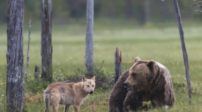 Battaglie epiche: un enorme orso grizzly contro un branco di lupi 
