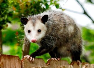  Gli opossum mangiano le zecche?  Secondo la scienza, è complicato
