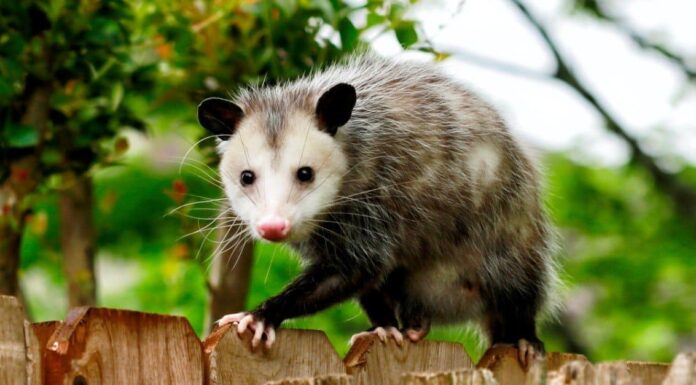  Gli opossum mangiano le zecche?  Secondo la scienza, è complicato
