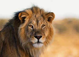  I leoni sono notturni o diurni?  Spiegazione del loro comportamento durante il sonno
