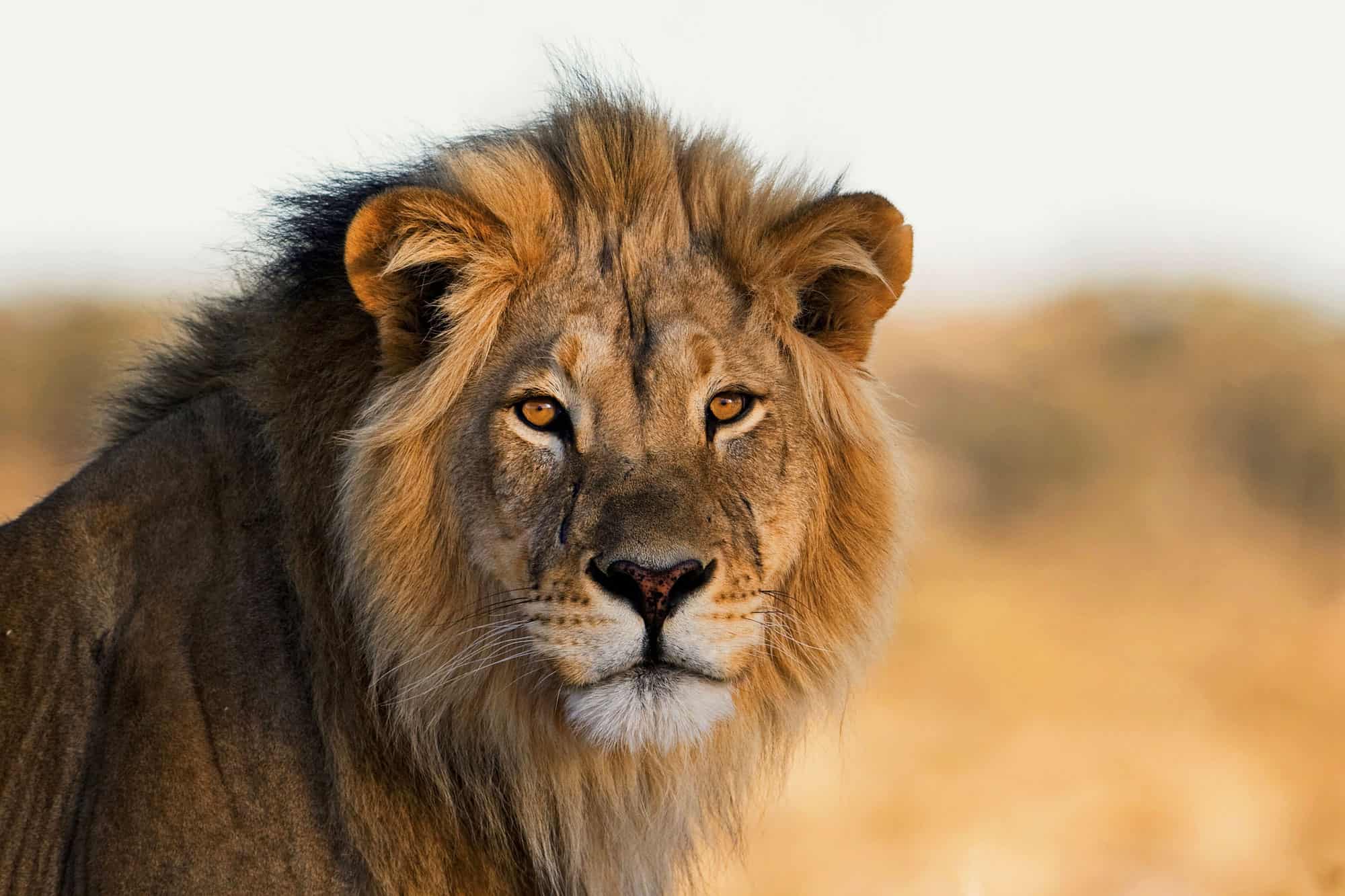 Leone maschio, Kalahari, Sud Africa