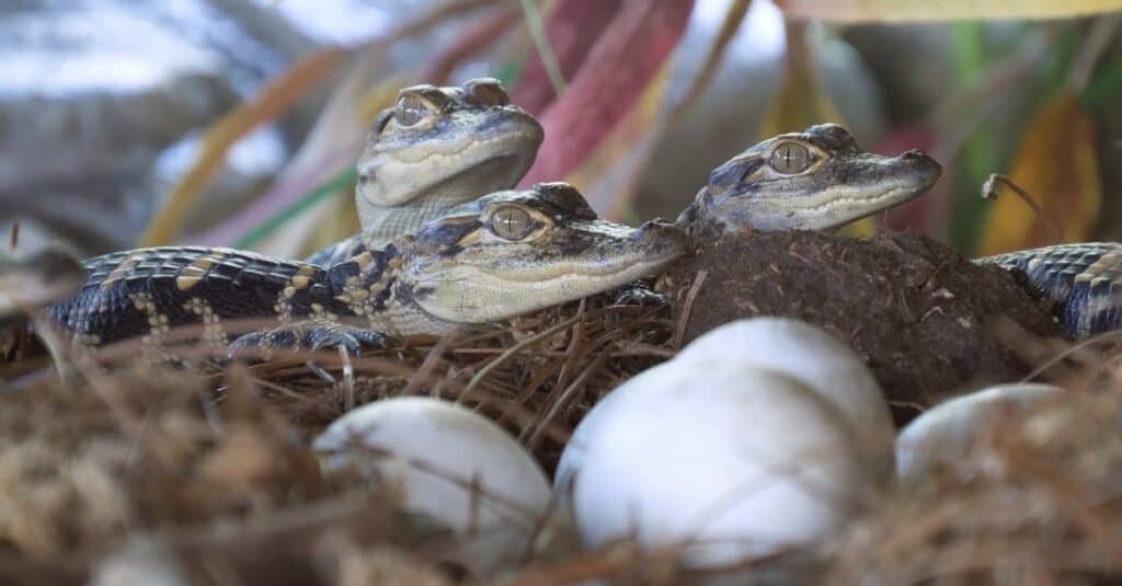 cuccioli di alligatore nel loro nido