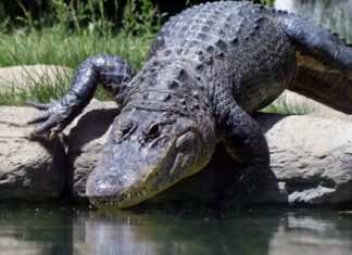 Ci sono alligatori nel lago Lanier in Georgia?
