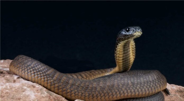 The Arabian cobra has a triangular head and round, dark eyes.