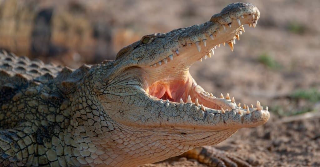 Un coccodrillo del Nilo visto durante un safari in Sud Africa