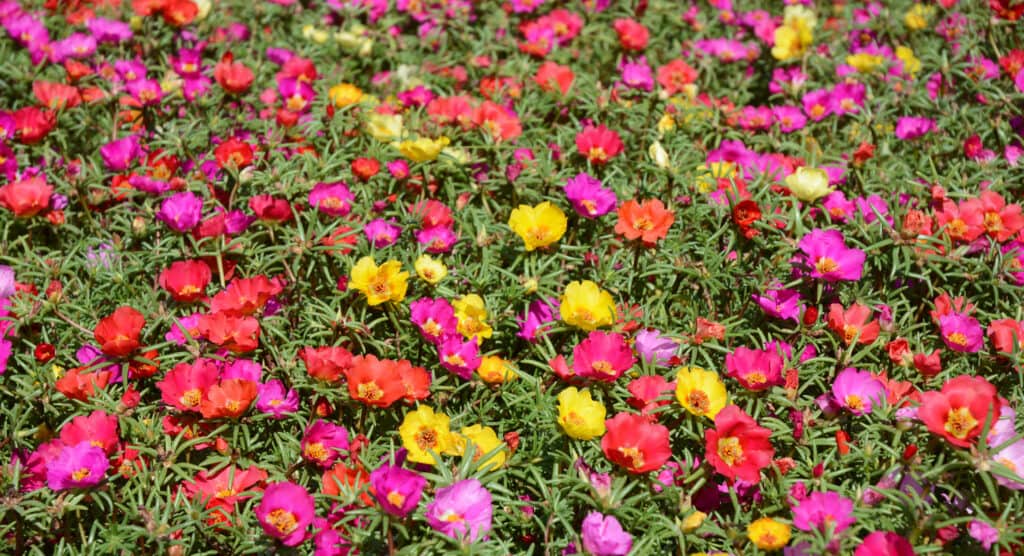 Aiuola colorata di panace o Portulaca conosciuta anche come rose di muschio.