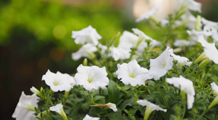 10 fiori annuali bianchi: eleganza da giardino

