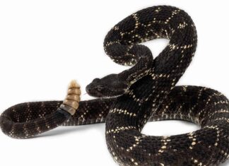 arizona black rattlesnake ready to strike