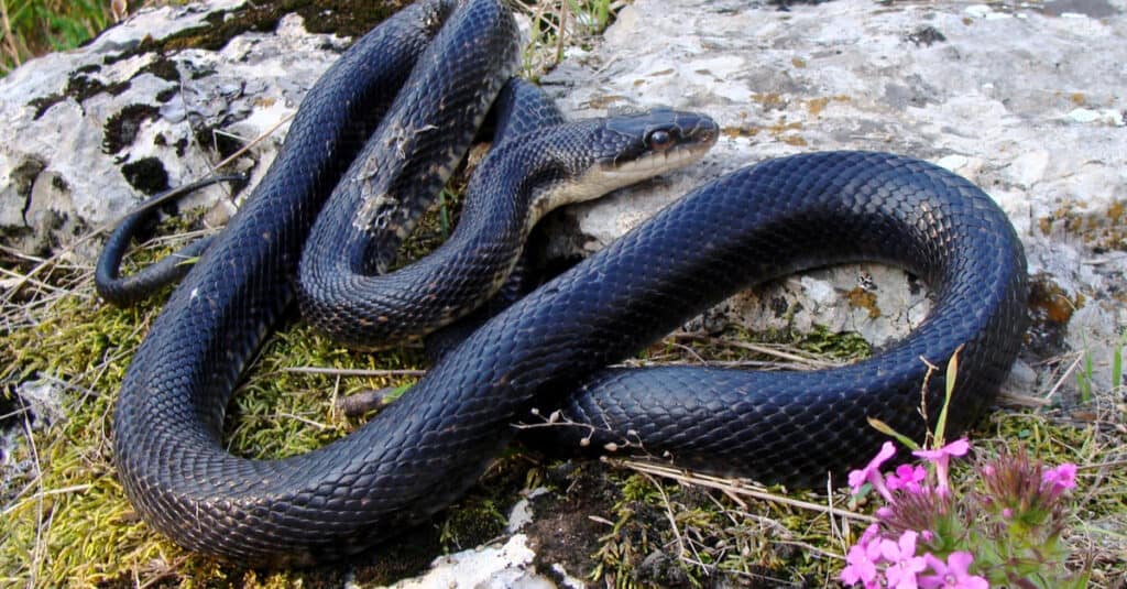 Un serpente nero di topo adulto svetta su una roccia