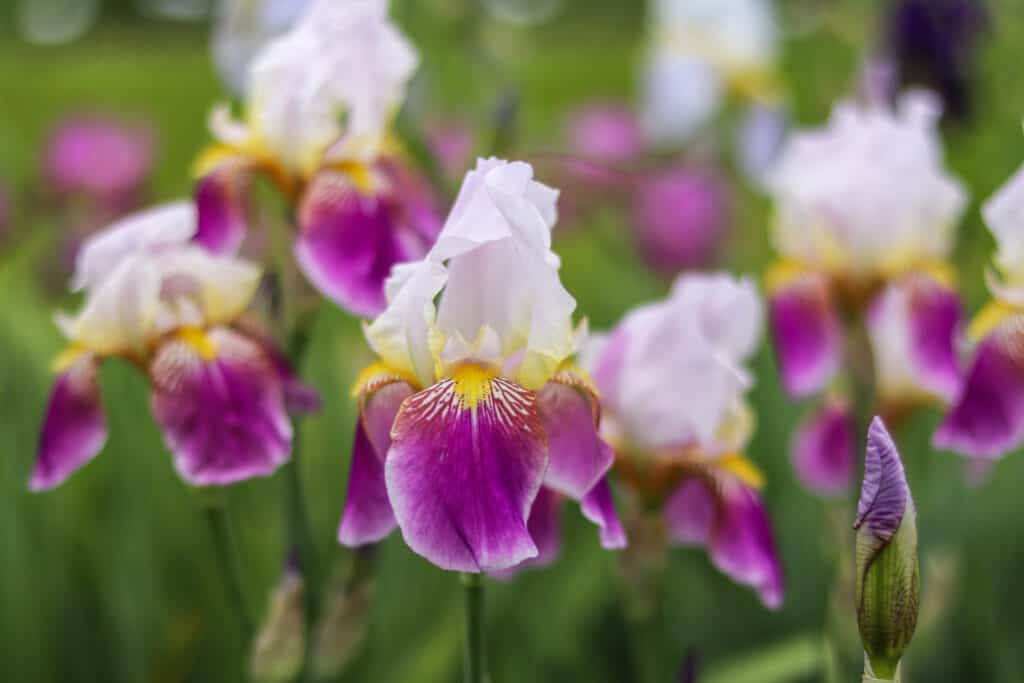 Iris barbuto bianco e fucsia con barba gialla nel giardino primaverile