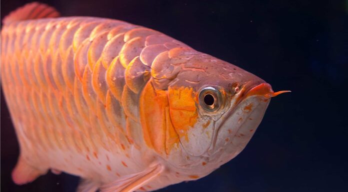 Arowana asiatica
