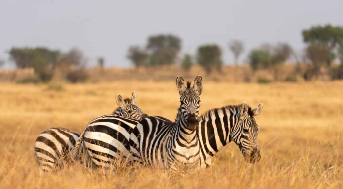 Guarda una zebra che scappa da una banda di coccodrilli in agguato
