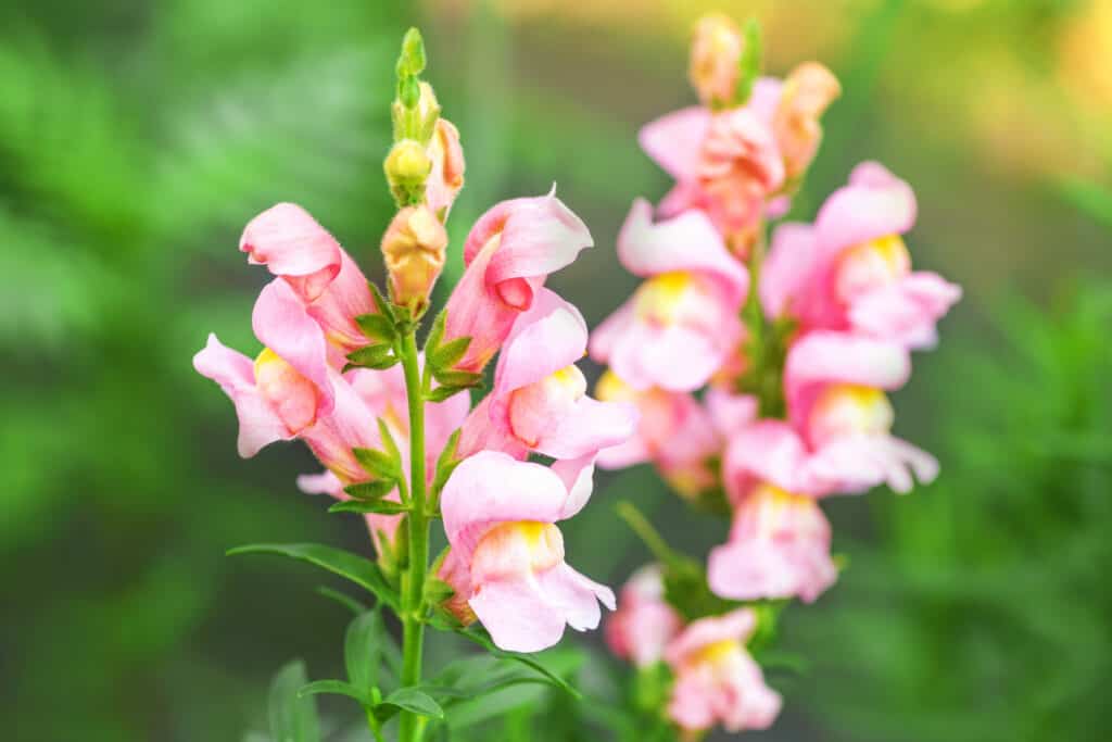 Bocche di leone.  Bocche di leone fiori rosa in giardino.  Sfondo primaverile ed estivo.  Foto verticale