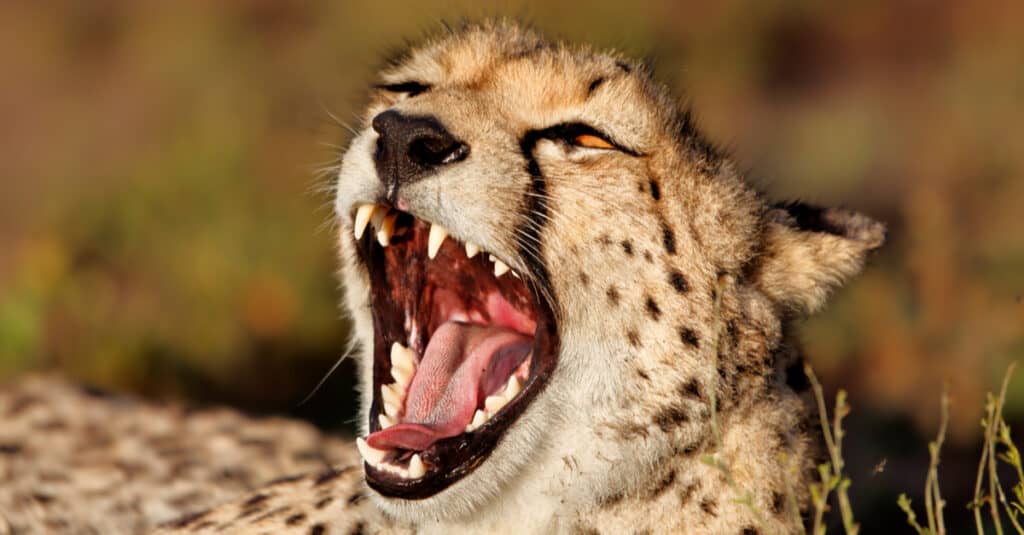 Cheetah vs Lion - Denti di ghepardo con la bocca aperta