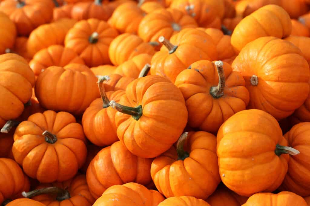 Le migliori varietà di zucca per Halloween e l'autunno: zucche Jack-Be-Little