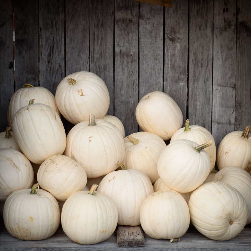 Le migliori varietà di zucca per Halloween e l'autunno: zucche Casper