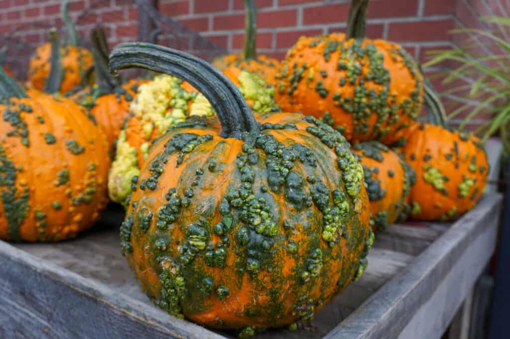 Le migliori varietà di zucca per Halloween e l'autunno: zucche goblin verrucose