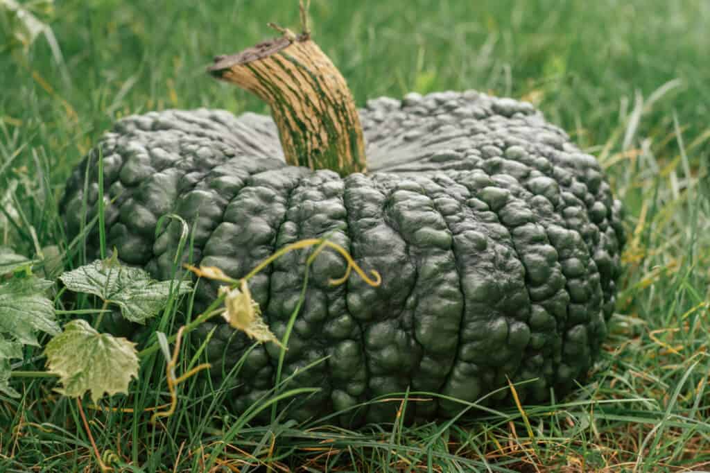 Migliori Varietà di Zucca per Halloween e Autunno: Marina Di Chioggia