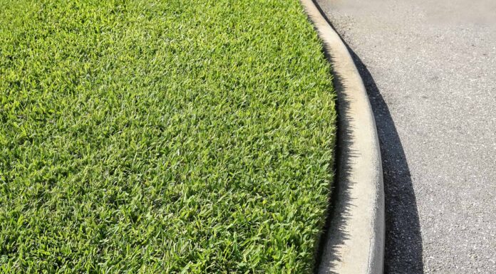 Carpetgrass contro St. Augustine Grass

