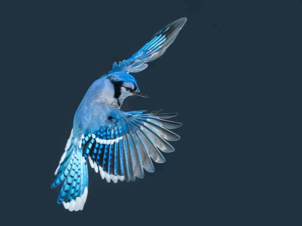 Blue Jay in volo in inverno