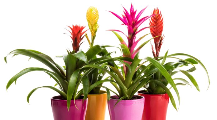 6 migliori fiori perenni in vaso
