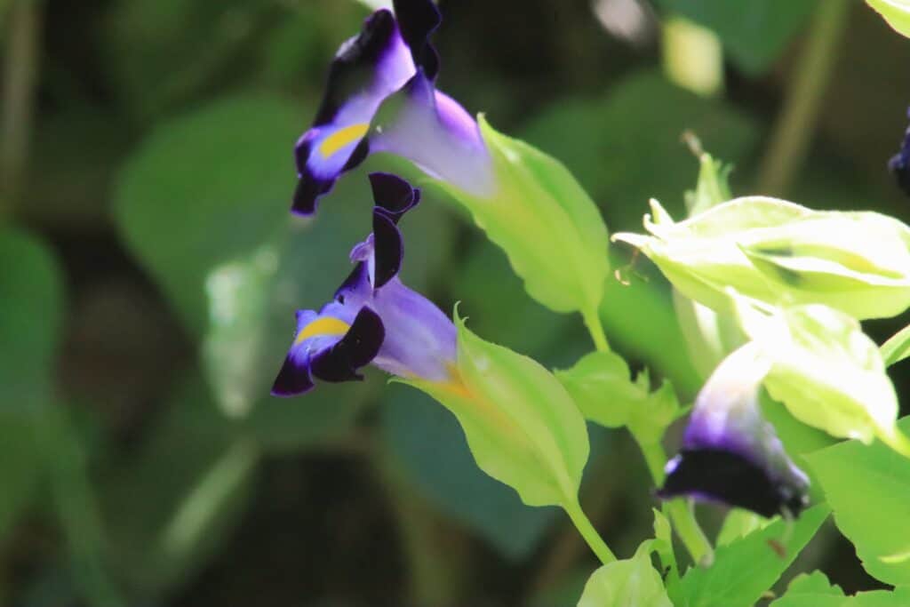 Torenia è un buon fiore annuale per l'ombra