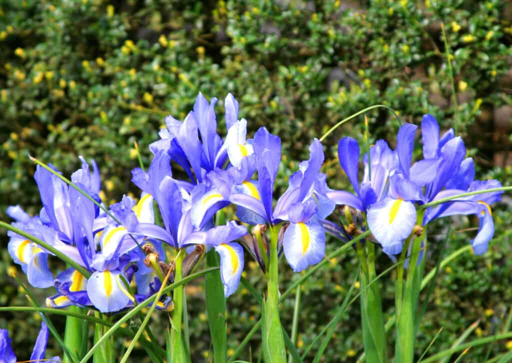 Fiori di iris bandiera blu