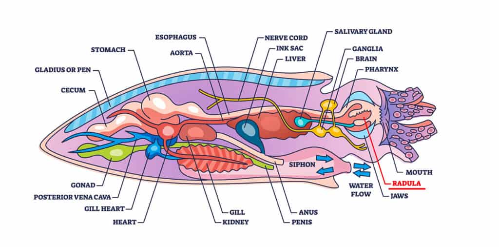 Anatomia del calamaro