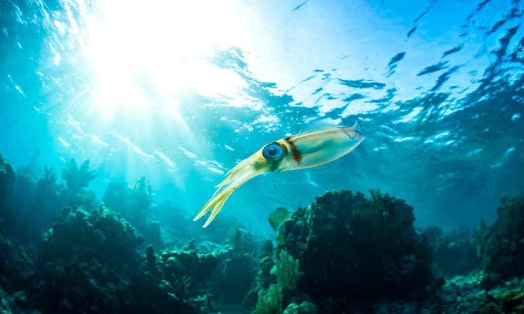 Calamari, mare, sott'acqua, animali, Honduras