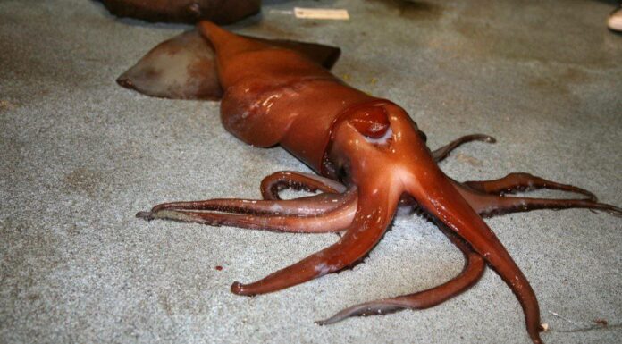Denti di calamaro: tutto ciò che devi sapere
