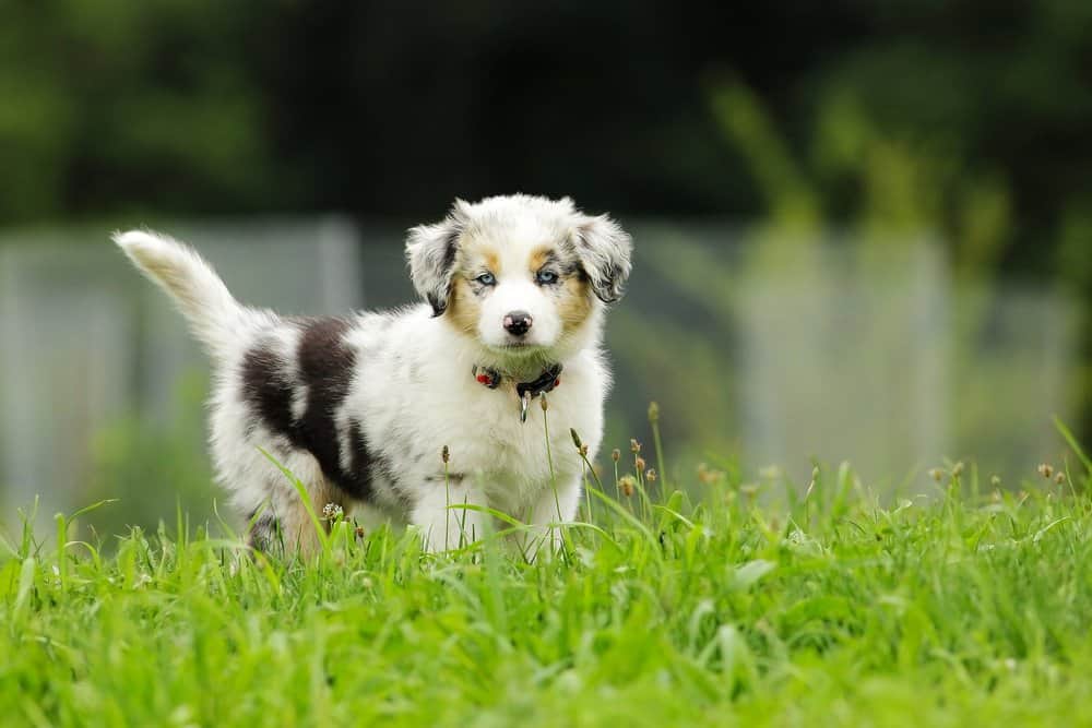 Australian Shepherd (Canis familiaris) - cucciolo di pastore australiano