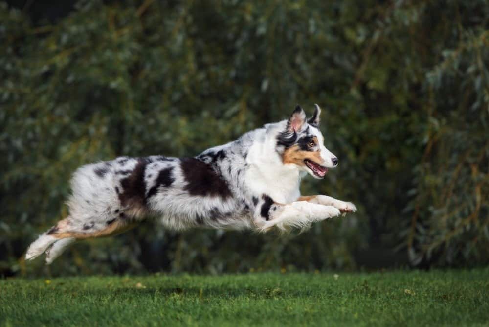 Felice cane da pastore australiano che corre all'aperto in estate