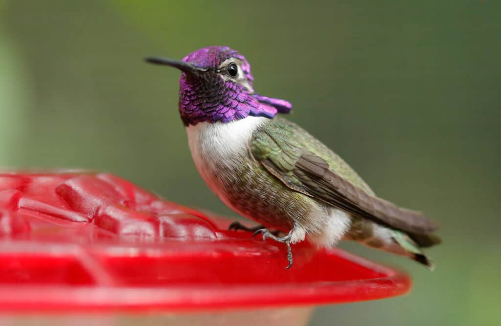 Se i colibrì frequentano il tuo giardino, devi prendere delle precauzioni per tenerli al sicuro vicino alla gelatina d'uva.