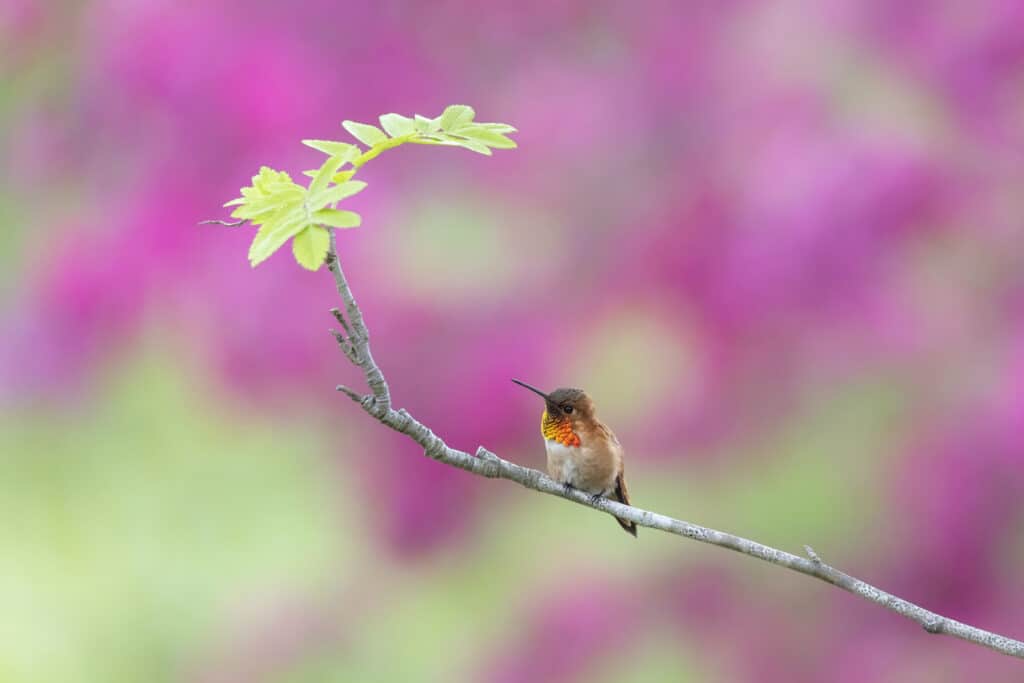 Uccello colibrì rossiccio