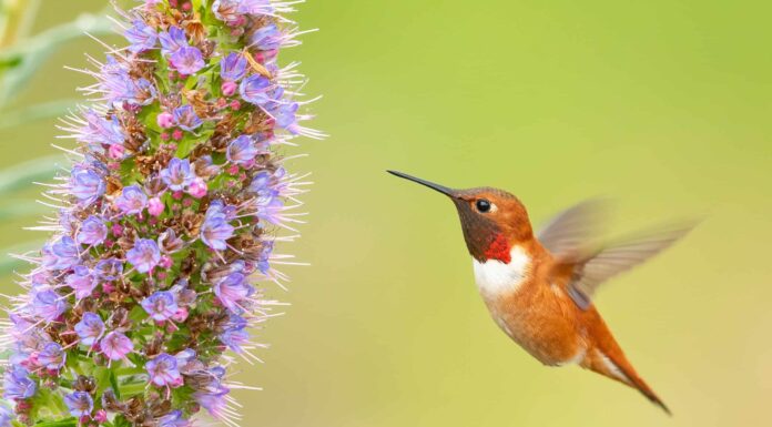 Migrazione di colibrì
