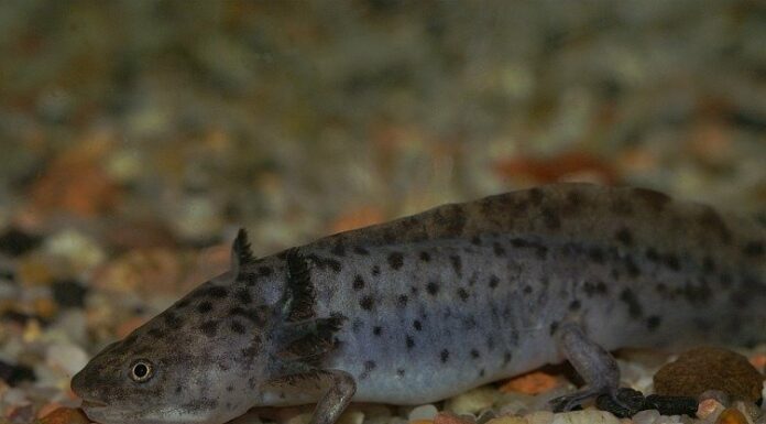 Axolotl
