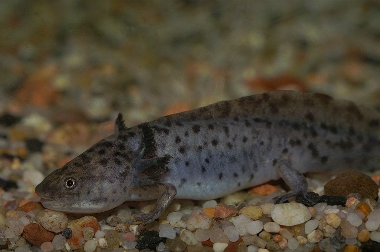 Axolotl che si muove tra le rocce sott'acqua