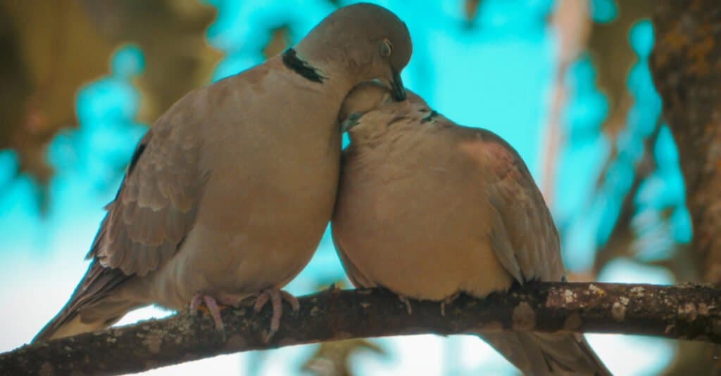 Le colombe in lutto mangiano - due genitori riposano 