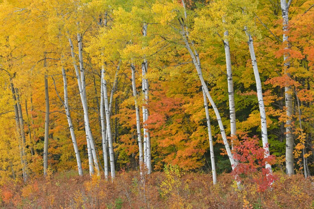 Perché le foglie cambiano colore in autunno?