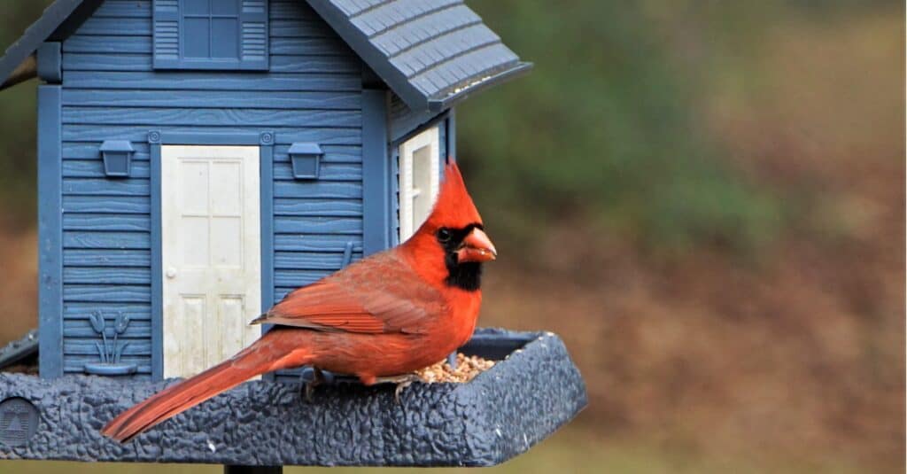 cardinale appollaiato su una mangiatoia per uccelli