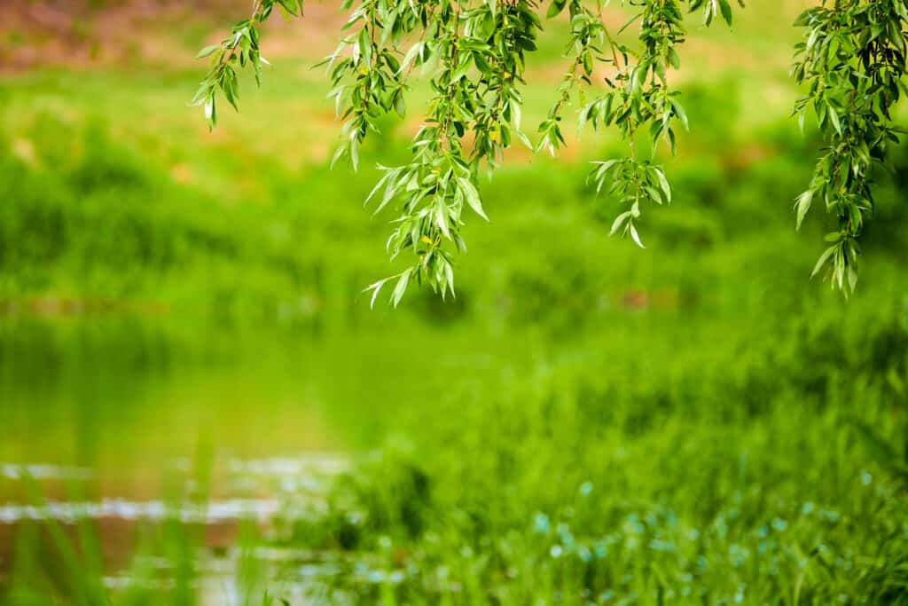 Diversi tipi di salici - Salix pierotii