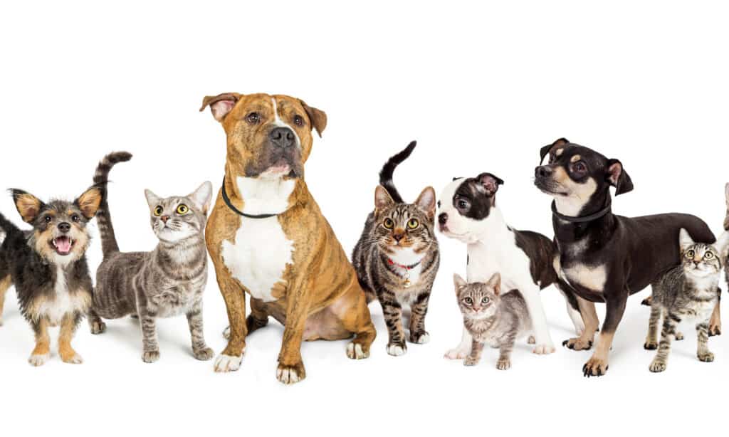 Cani e gatti in fila contro uno sfondo bianco