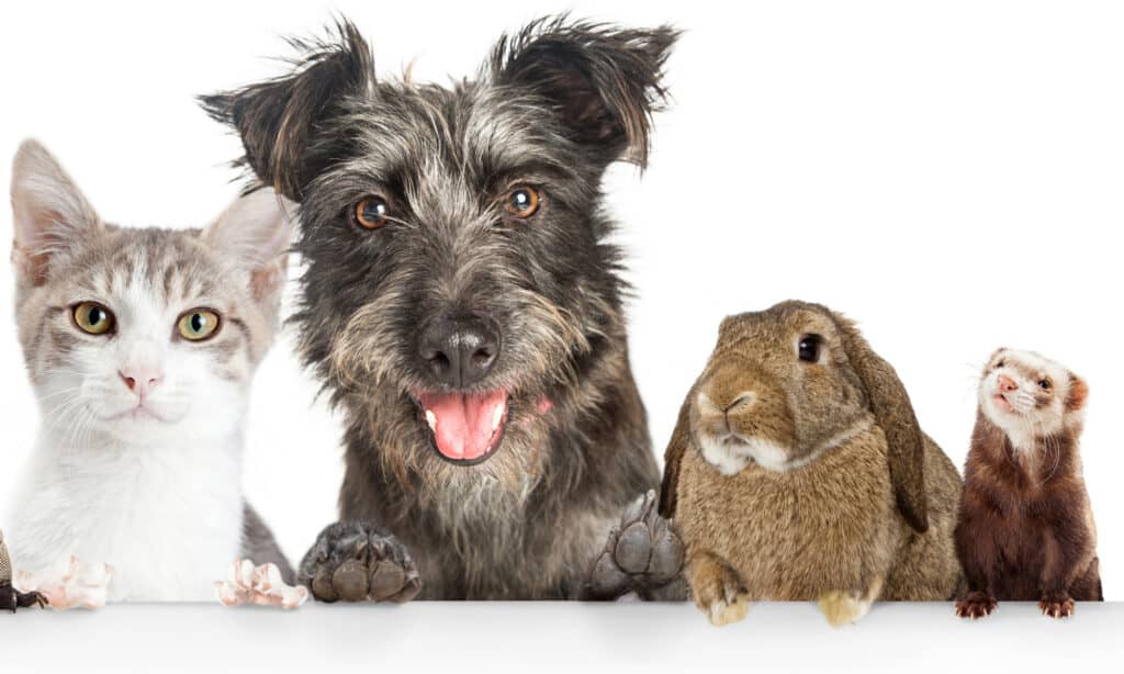 Gatto, cane, coniglio e furetto su sfondo bianco